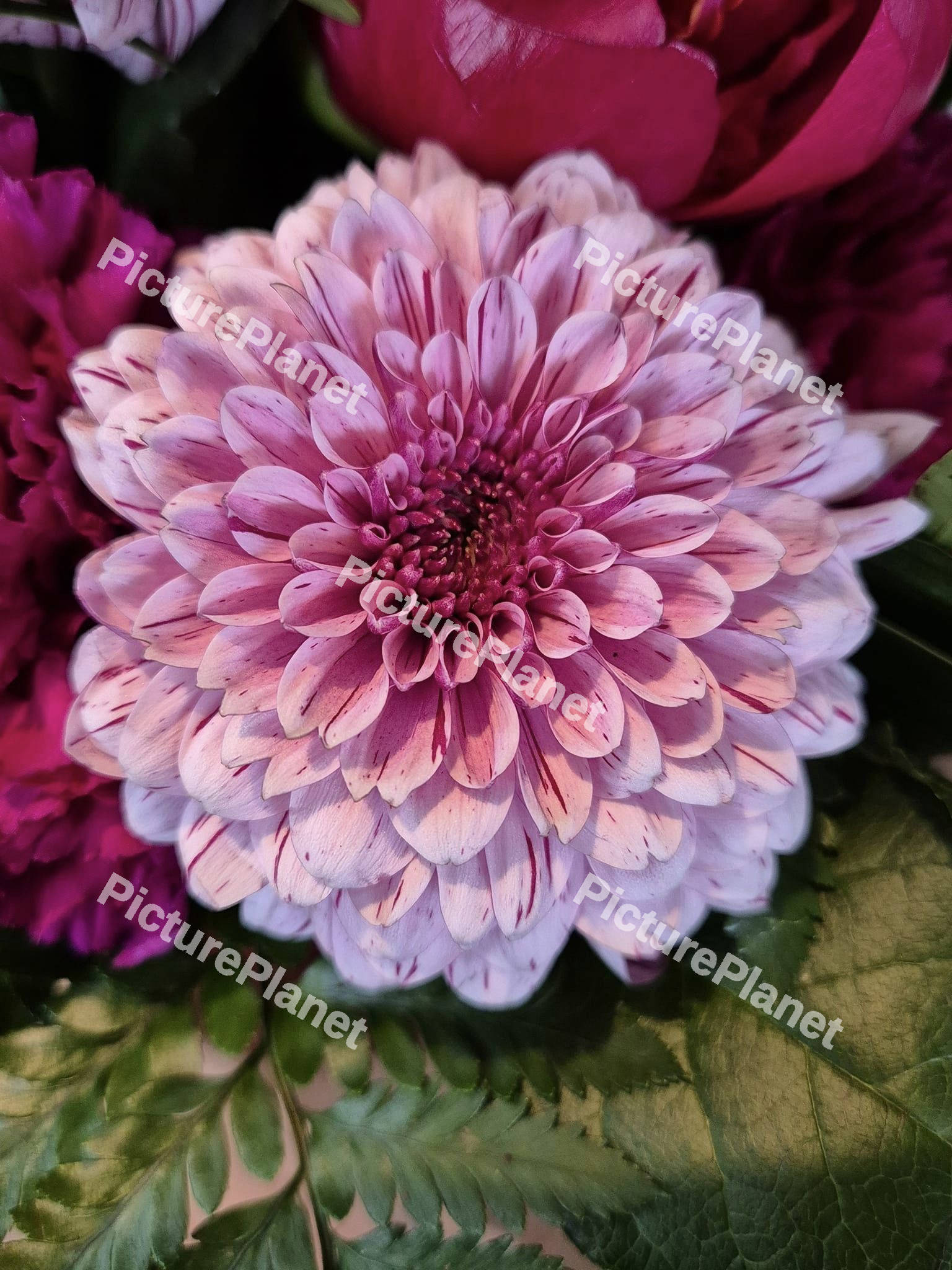 Pink Dahlia flower